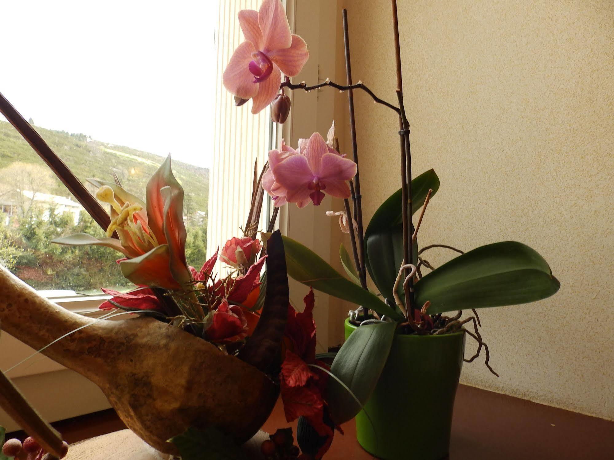 Logis Hotel Restaurant Les Cevennes Saint-Cirgues-en-Montagne Ngoại thất bức ảnh
